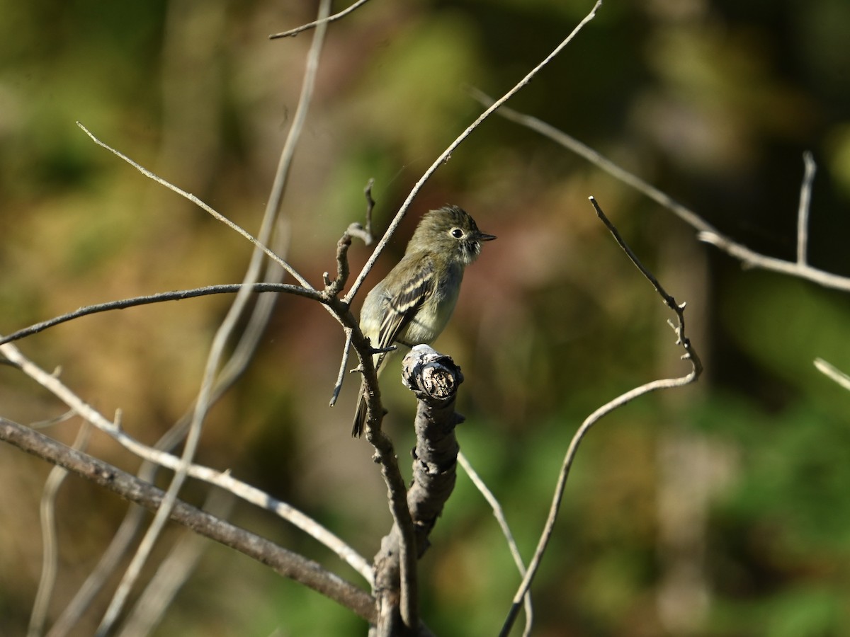 Least Flycatcher - ML642159847