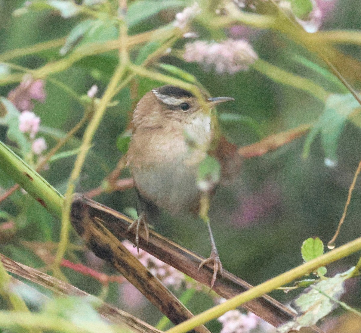 Marsh Wren - ML642159868