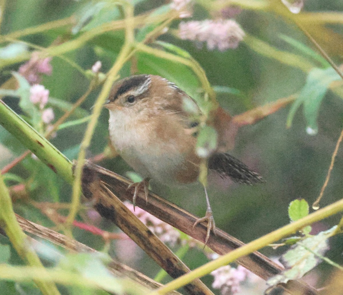 Marsh Wren - ML642159869