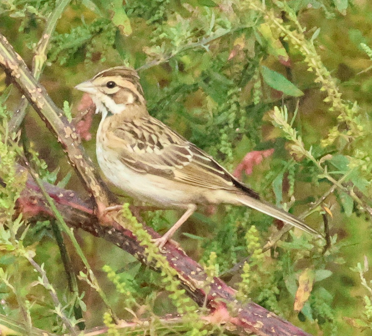 Lark Sparrow - ML642159891