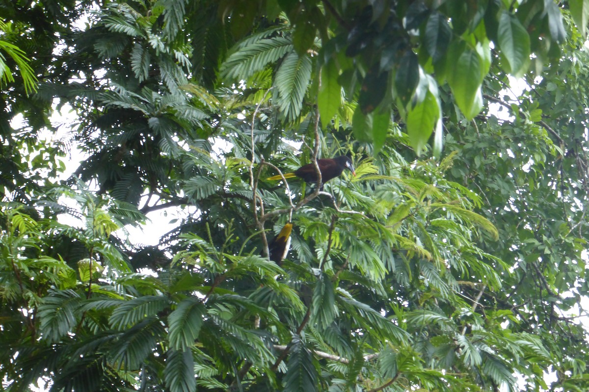 Montezuma Oropendola - ML642159894
