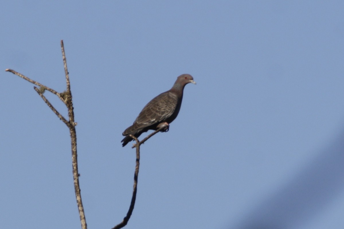 Picazuro Pigeon - ML642159895