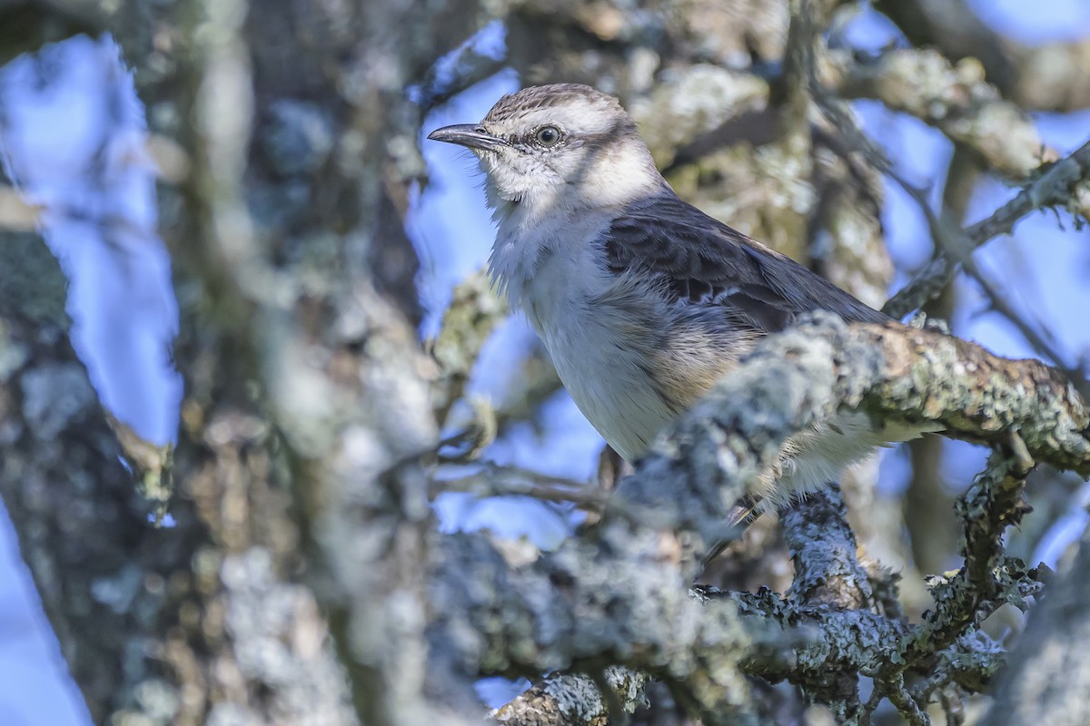 langbrynspottefugl - ML642159896