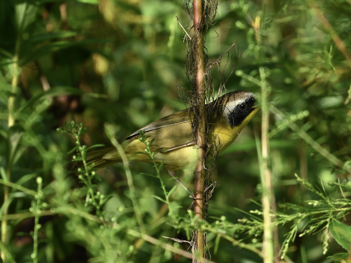 Common Yellowthroat - ML642159898