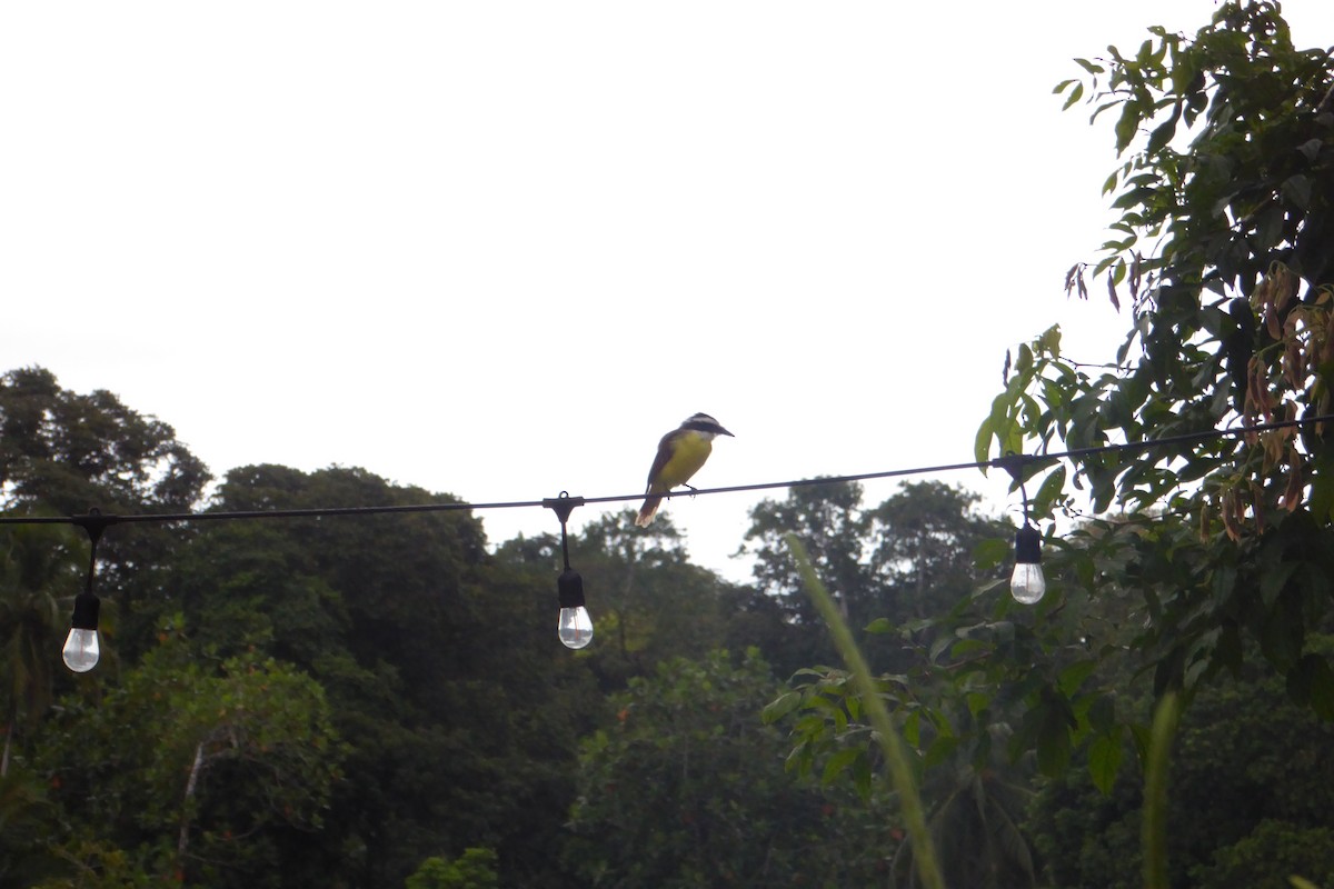 Great Kiskadee - ML642159900