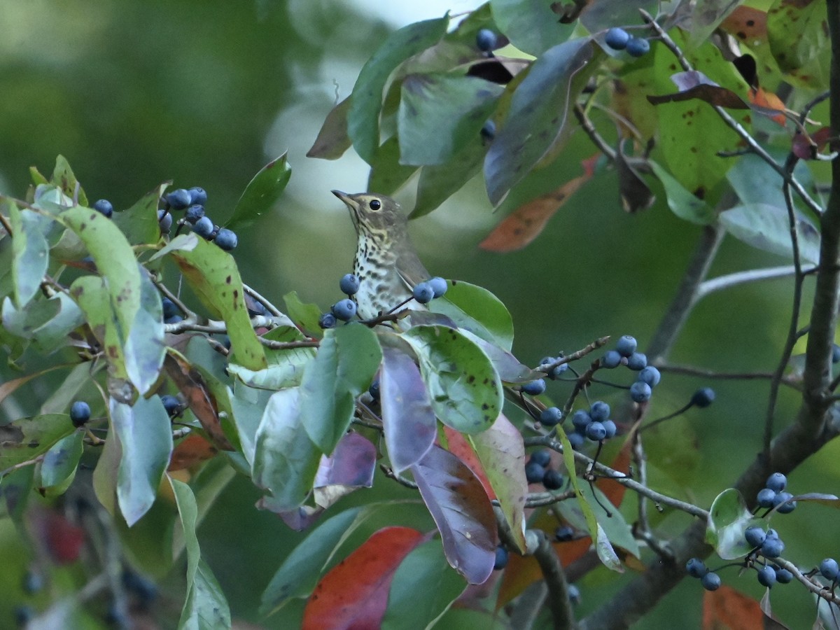 Swainson's Thrush - ML642159905