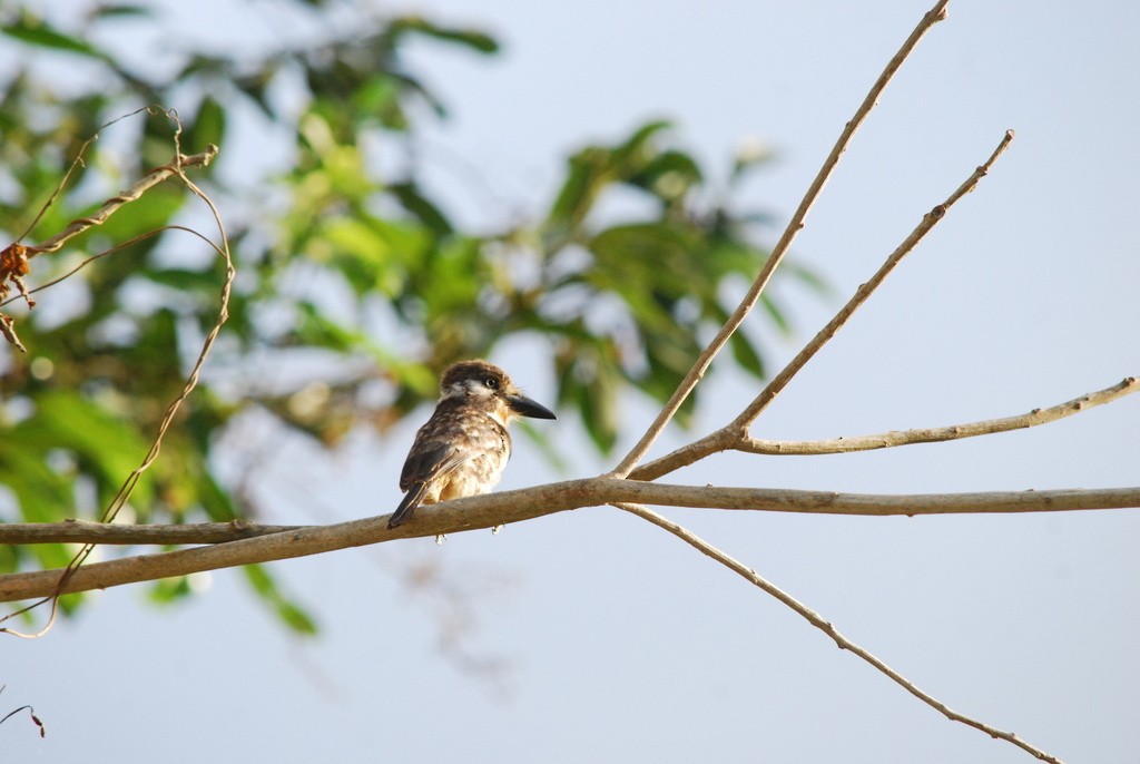 Weißnacken-Faulvogel - ML642159911