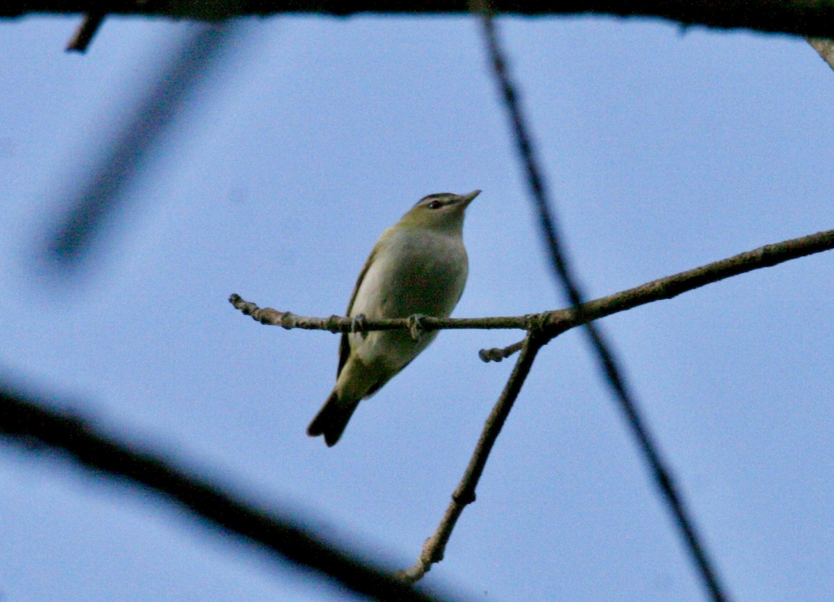 Rotaugenvireo - ML642159917