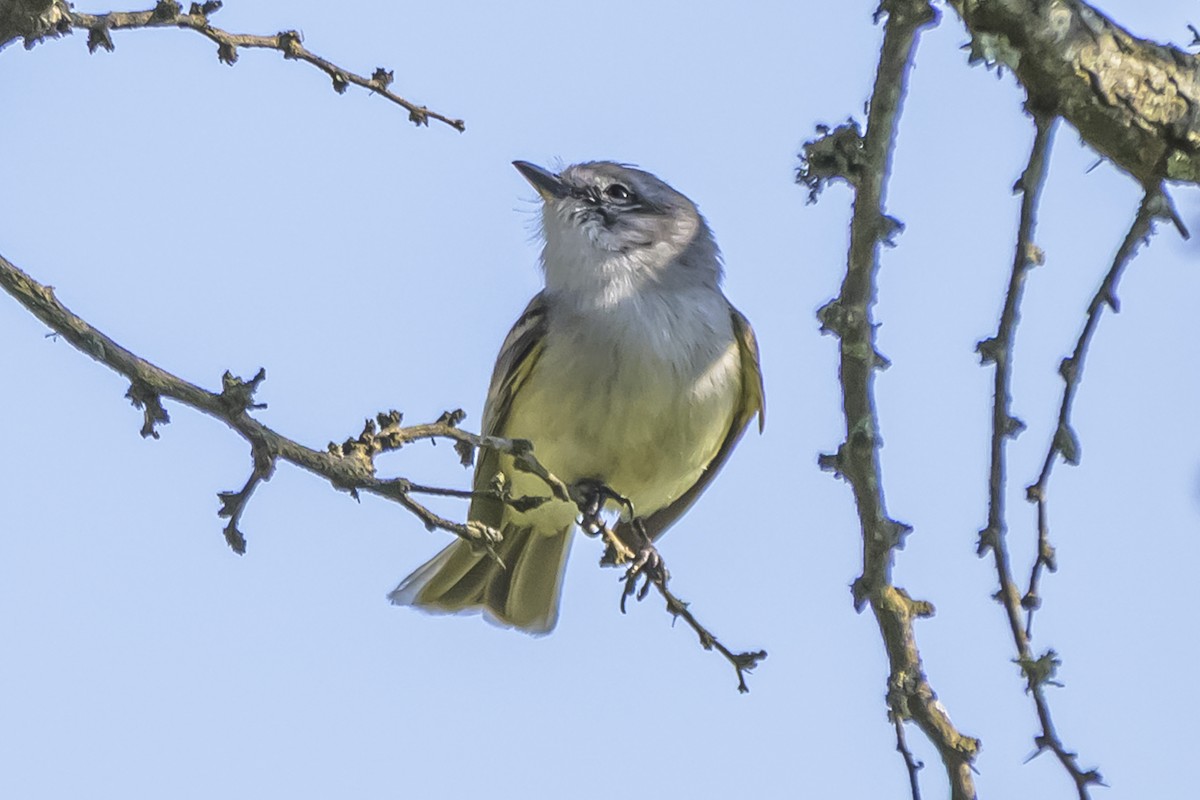 Straneck's Tyrannulet - ML642159920