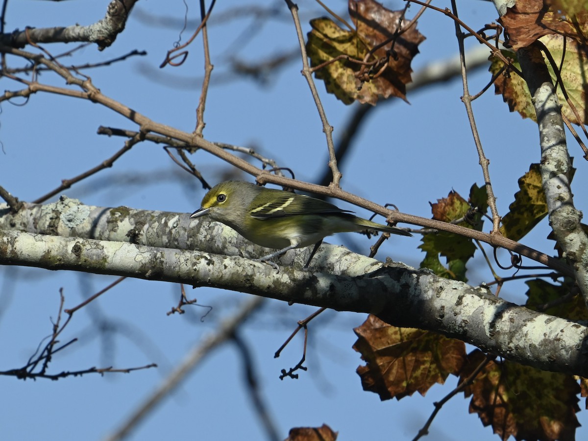 Weißaugenvireo - ML642159932