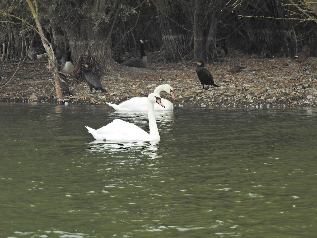 Höckerschwan - ML642159946
