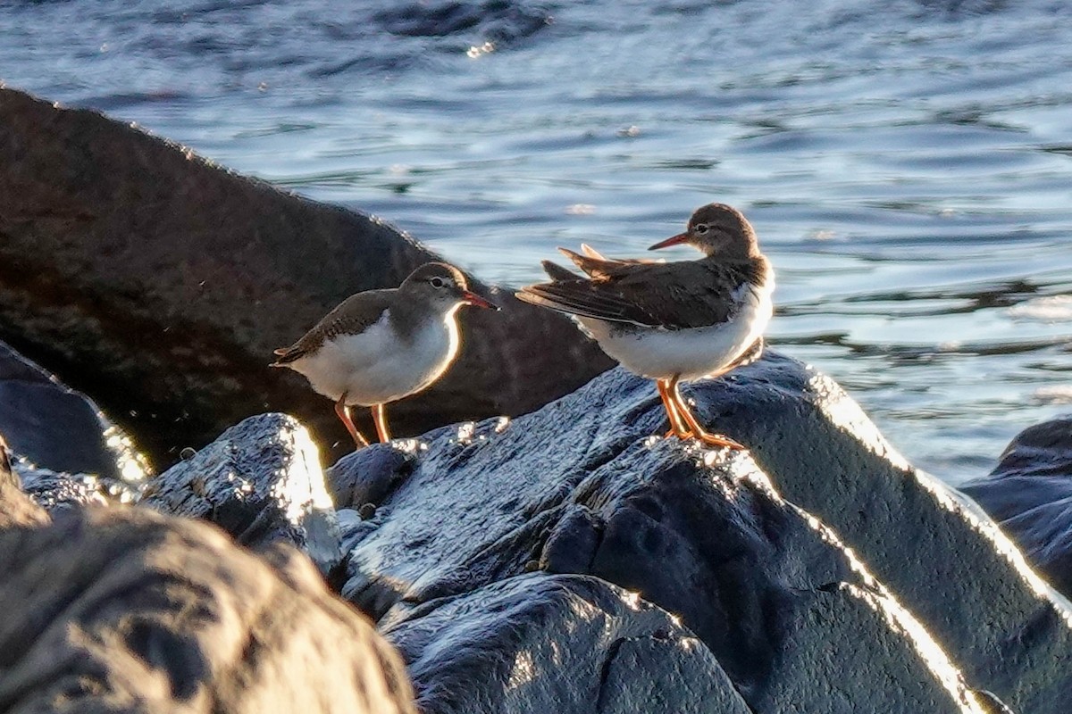 Drosseluferläufer - ML642159951