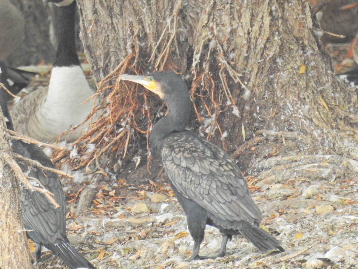 Kormoran - ML642159952