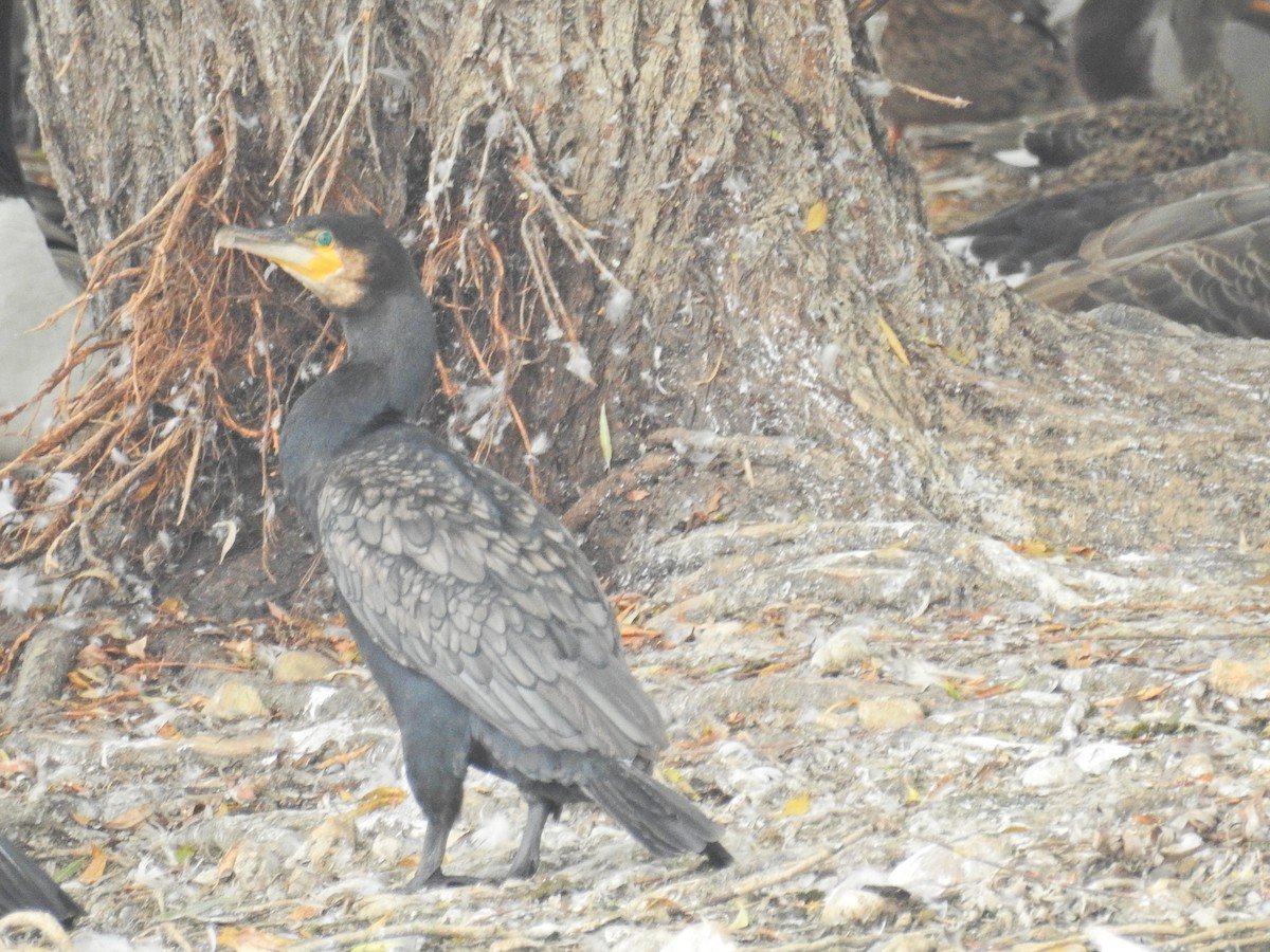 Kormoran - ML642159953