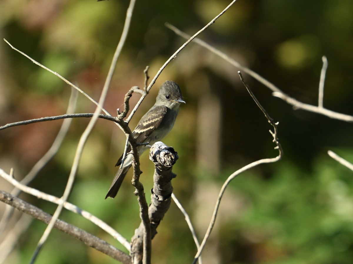 Eastern Wood-Pewee - ML642159972