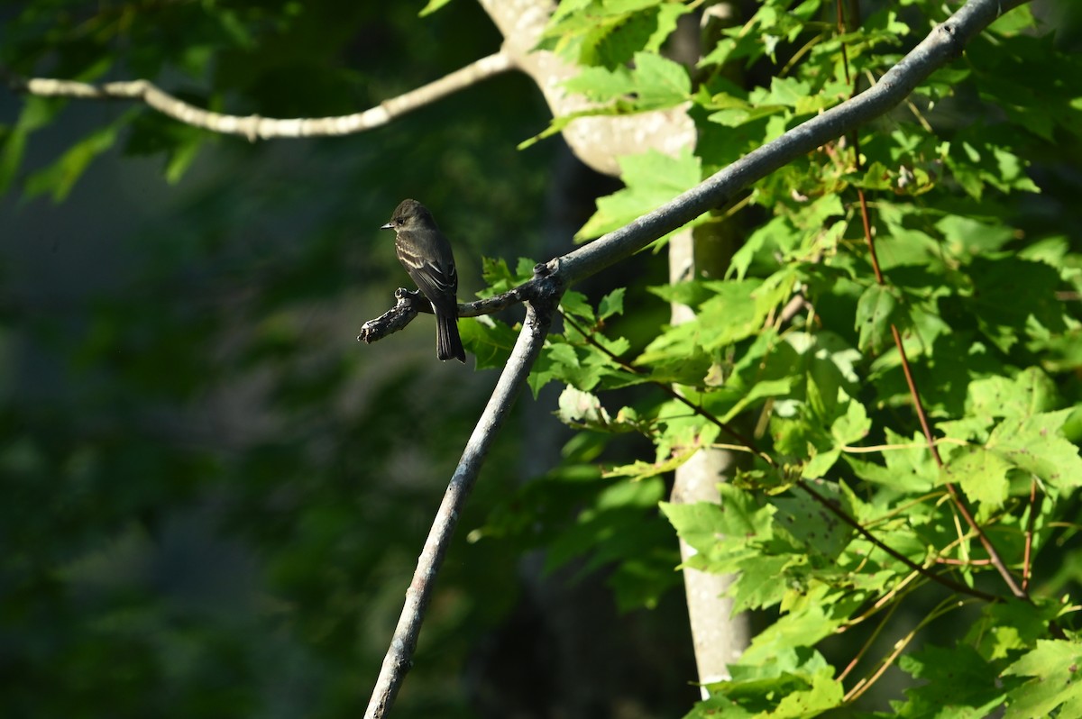 Eastern Wood-Pewee - ML642159976