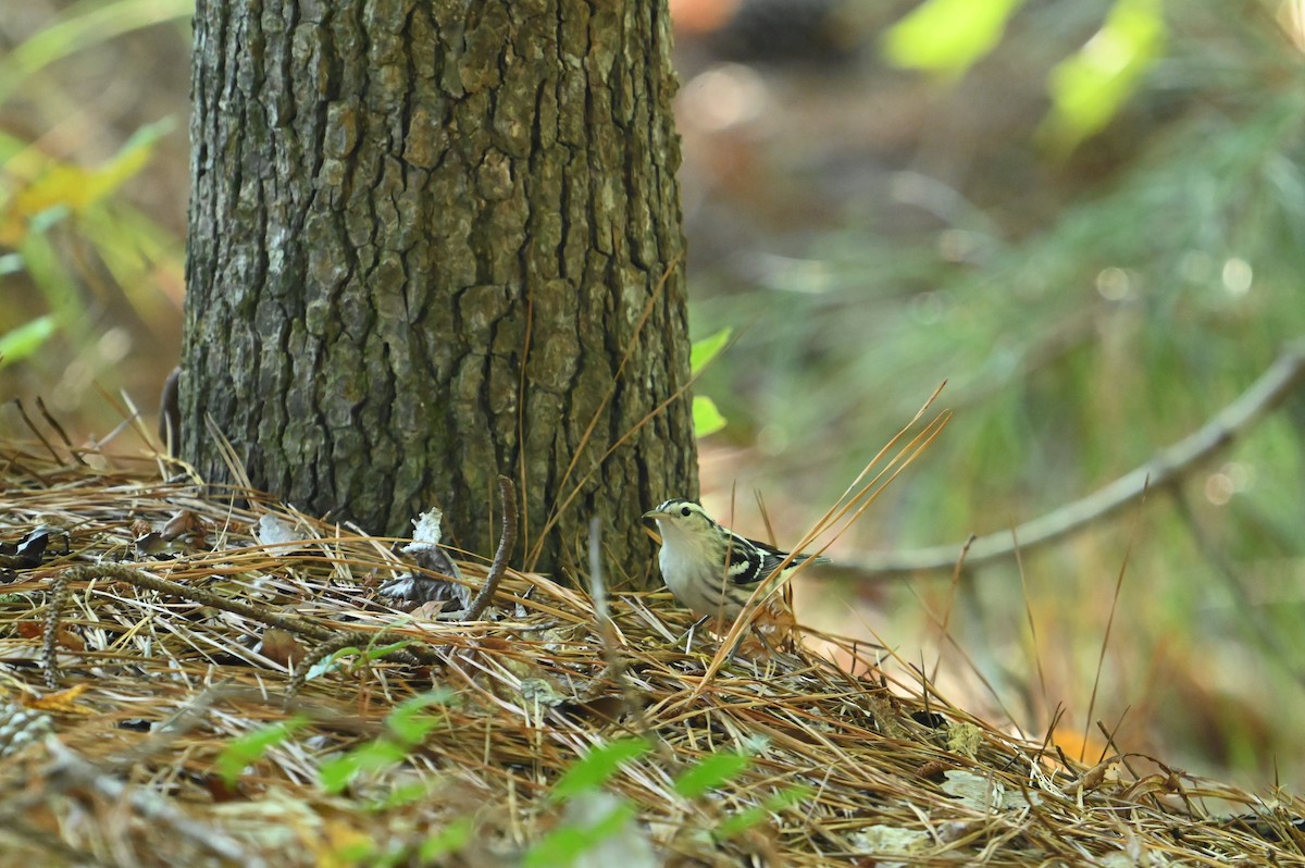 Black-and-white Warbler - ML642159990