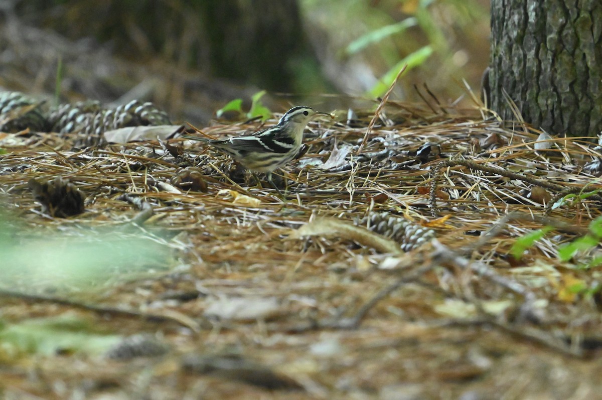Black-and-white Warbler - ML642159999