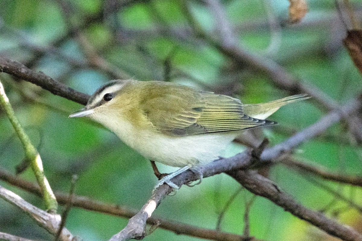 Vireo Ojirrojo - ML642160007