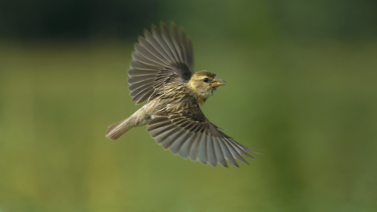 Baya Weaver - ML642160013