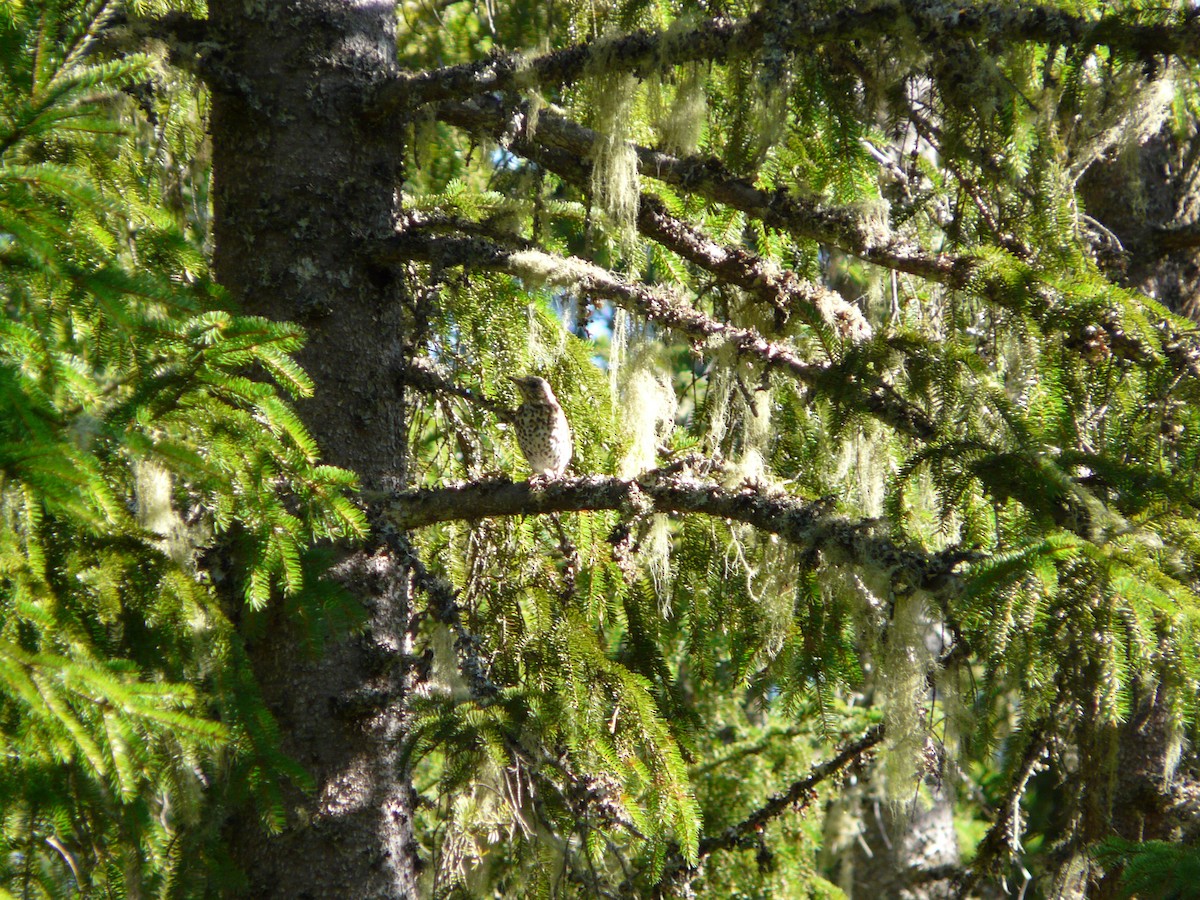 Song Thrush - ML642160017