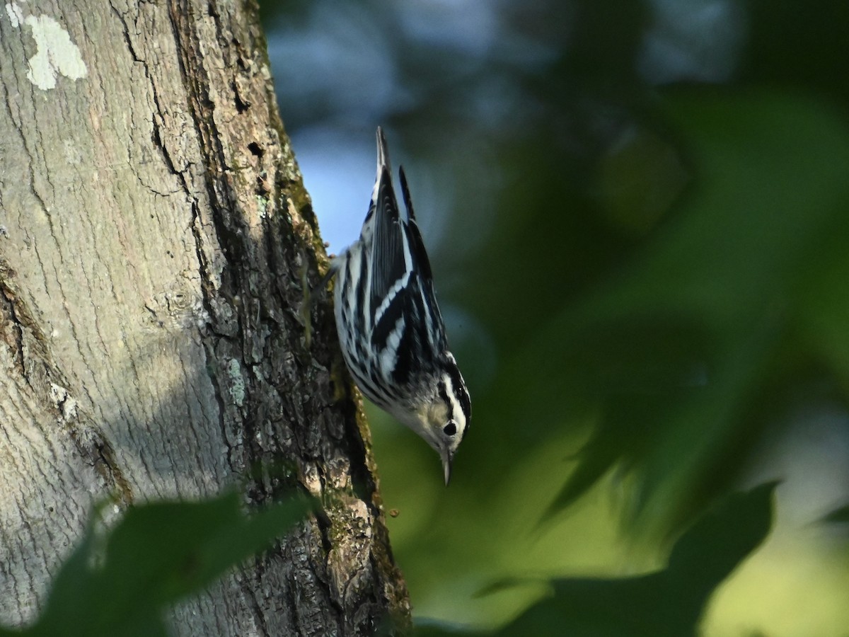 Black-and-white Warbler - ML642160019