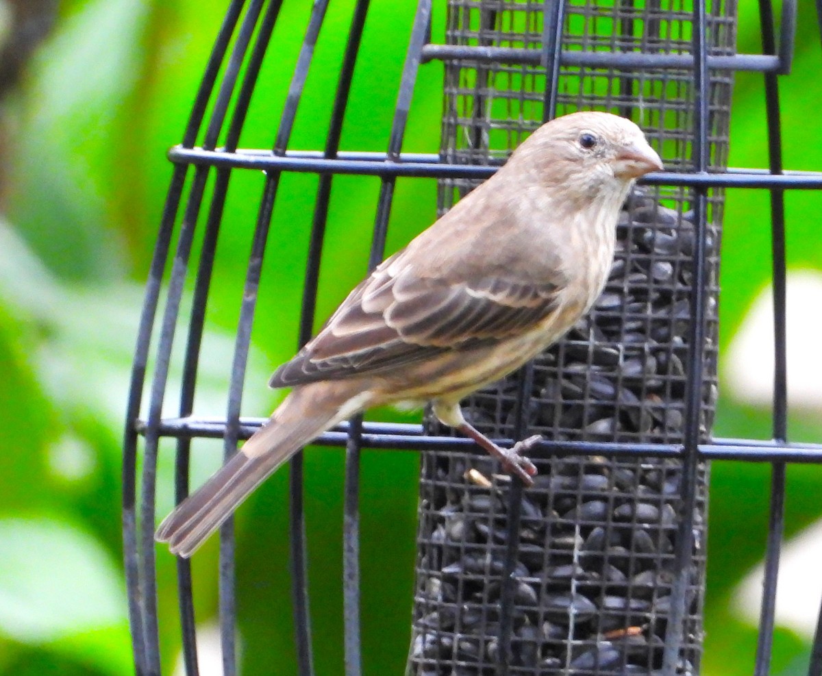House Finch - ML642160021