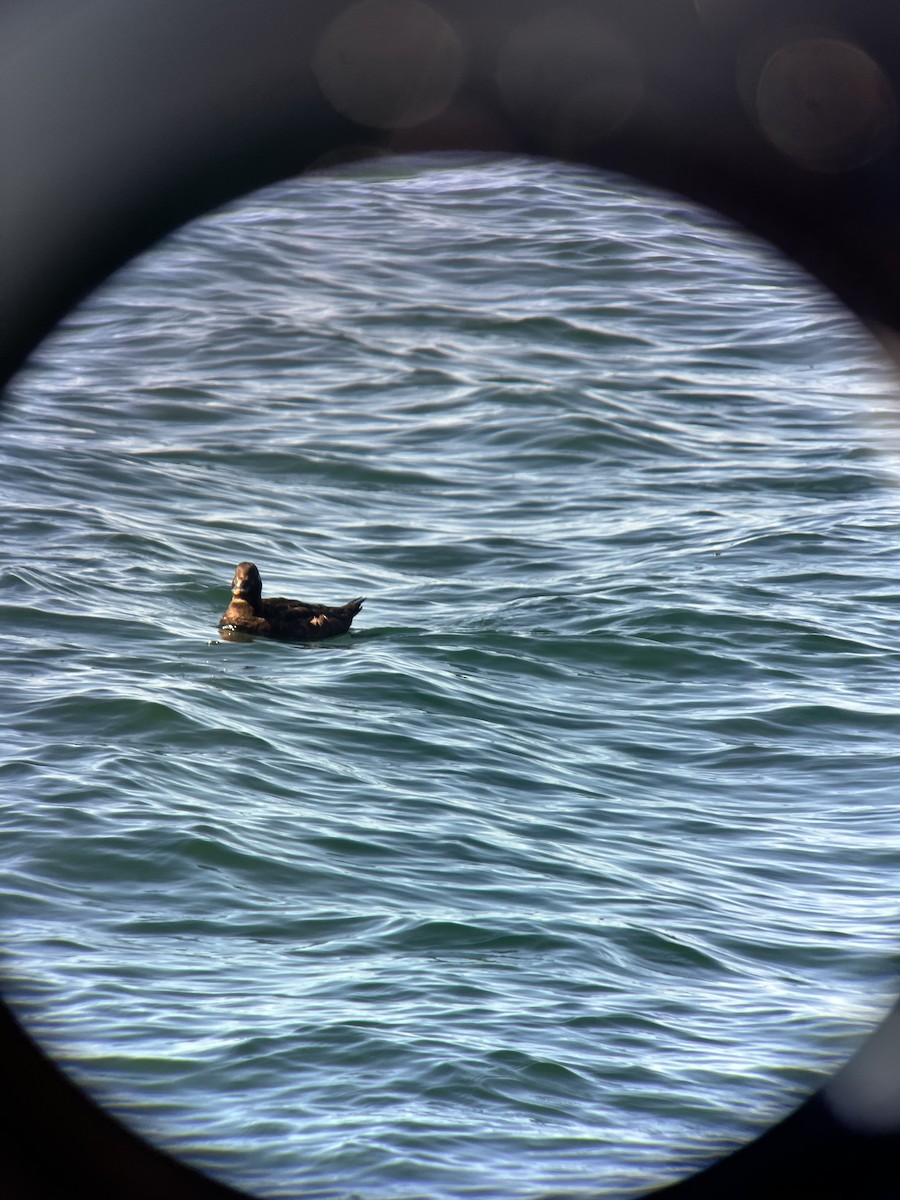Surf Scoter - ML642160029