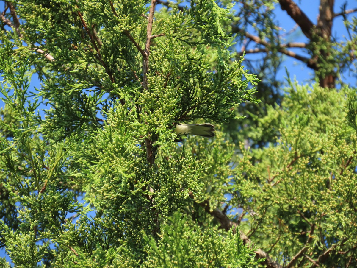 Prairie Warbler - ML642160031