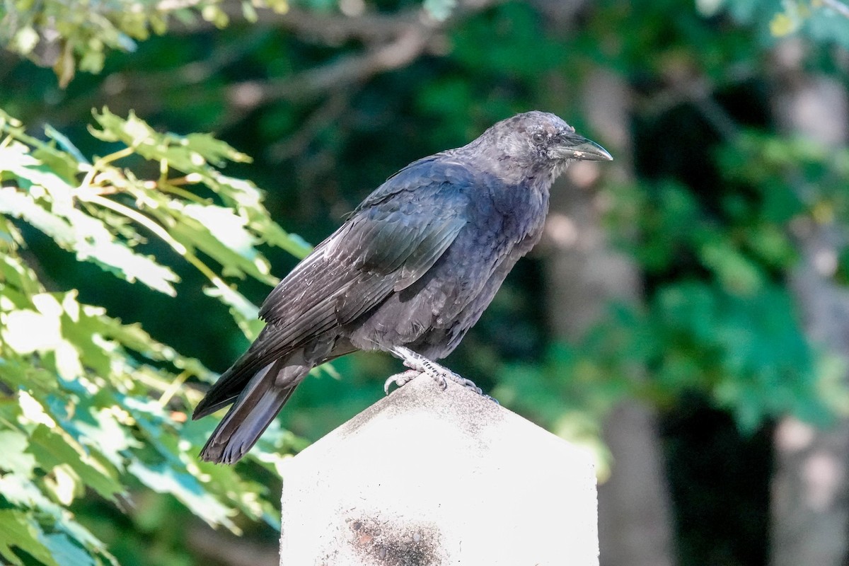 American Crow - ML642160032