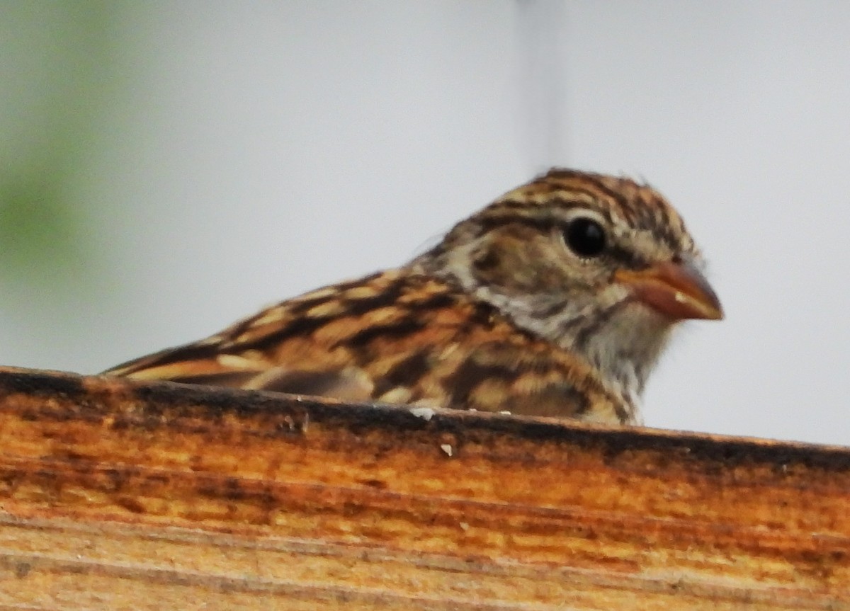 Chipping Sparrow - ML642160037