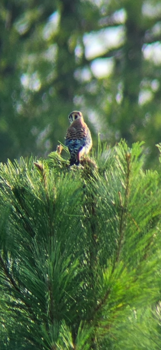 American Kestrel - ML642160040