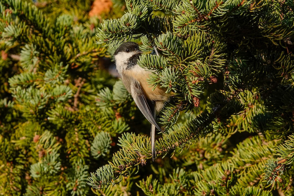 Black-capped Chickadee - ML642160042