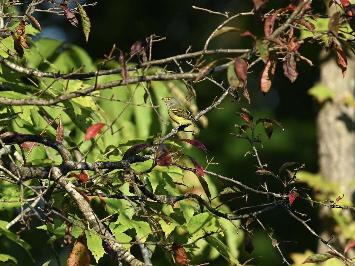 White-eyed Vireo - ML642160044