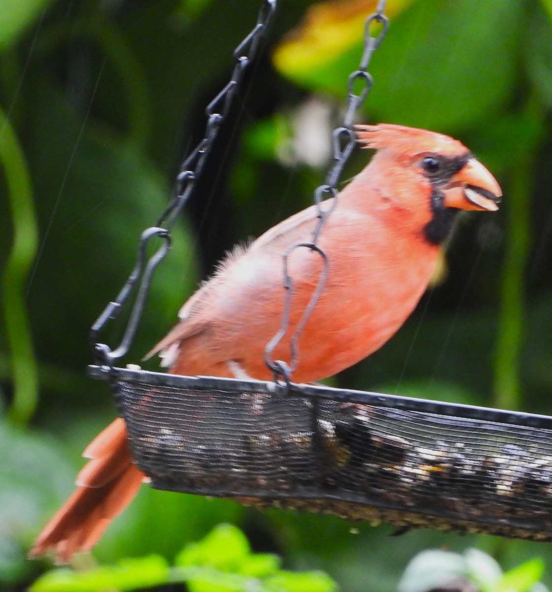 Northern Cardinal - ML642160046