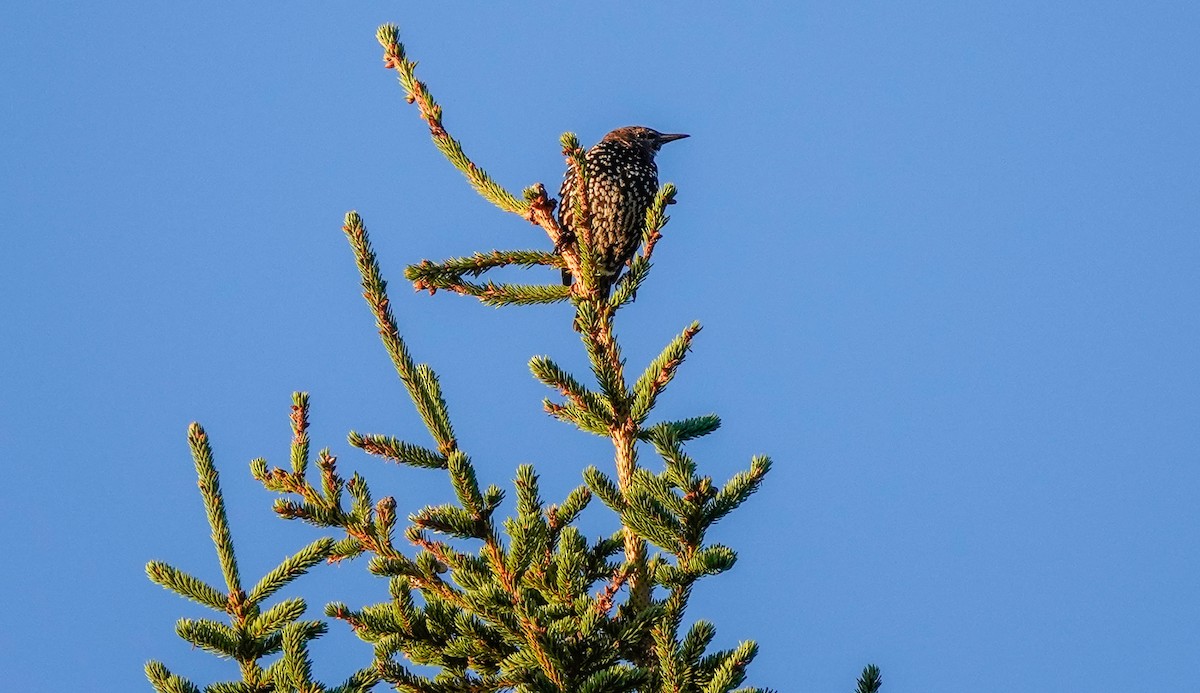 European Starling - ML642160047