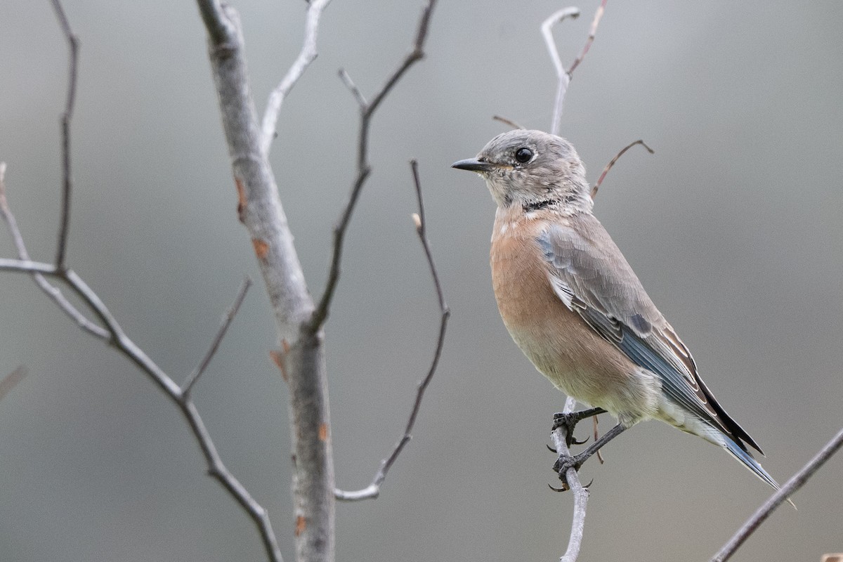 Western Bluebird - ML642160048