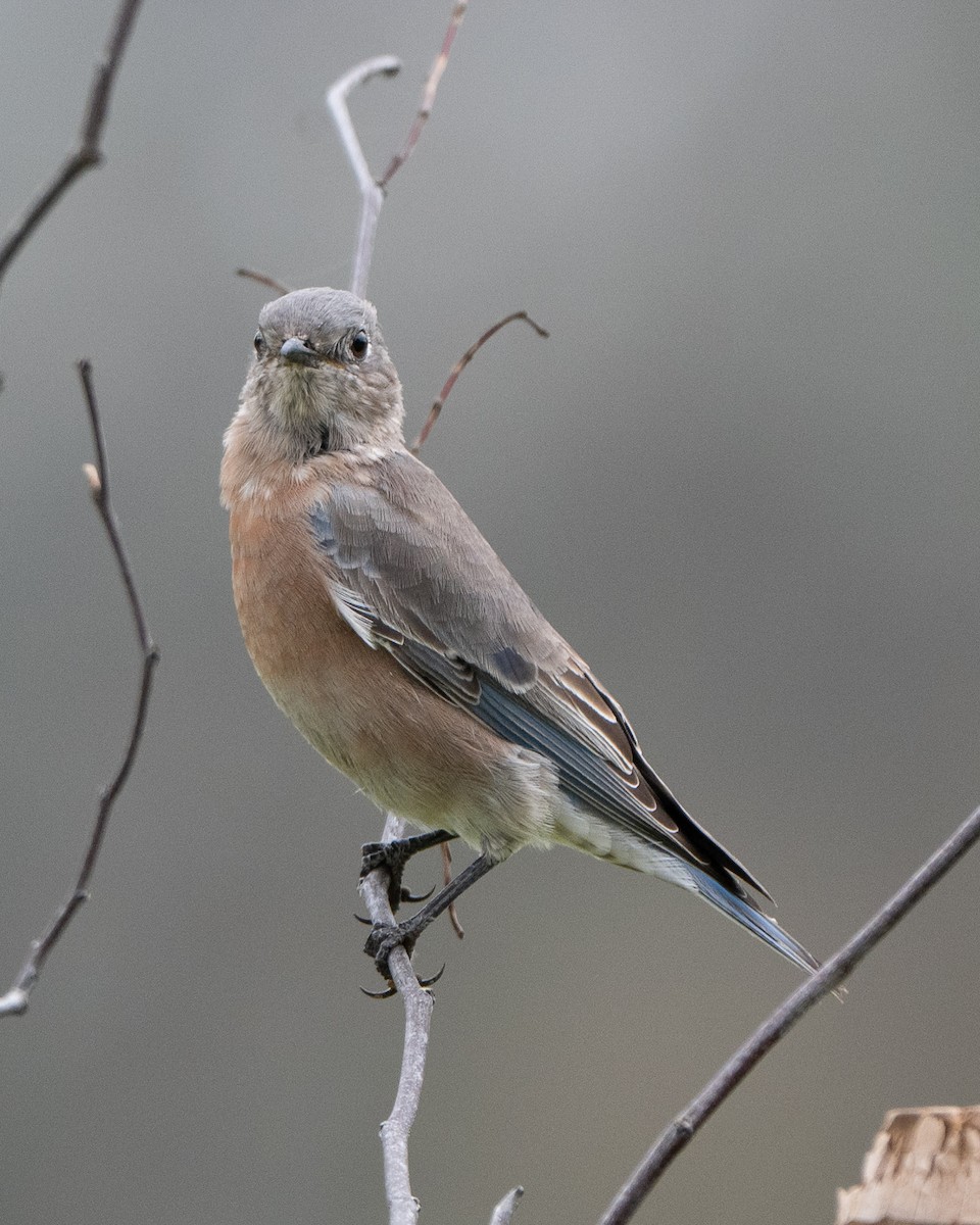Western Bluebird - ML642160049