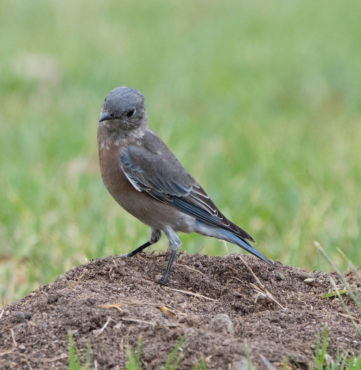 Western Bluebird - ML642160050