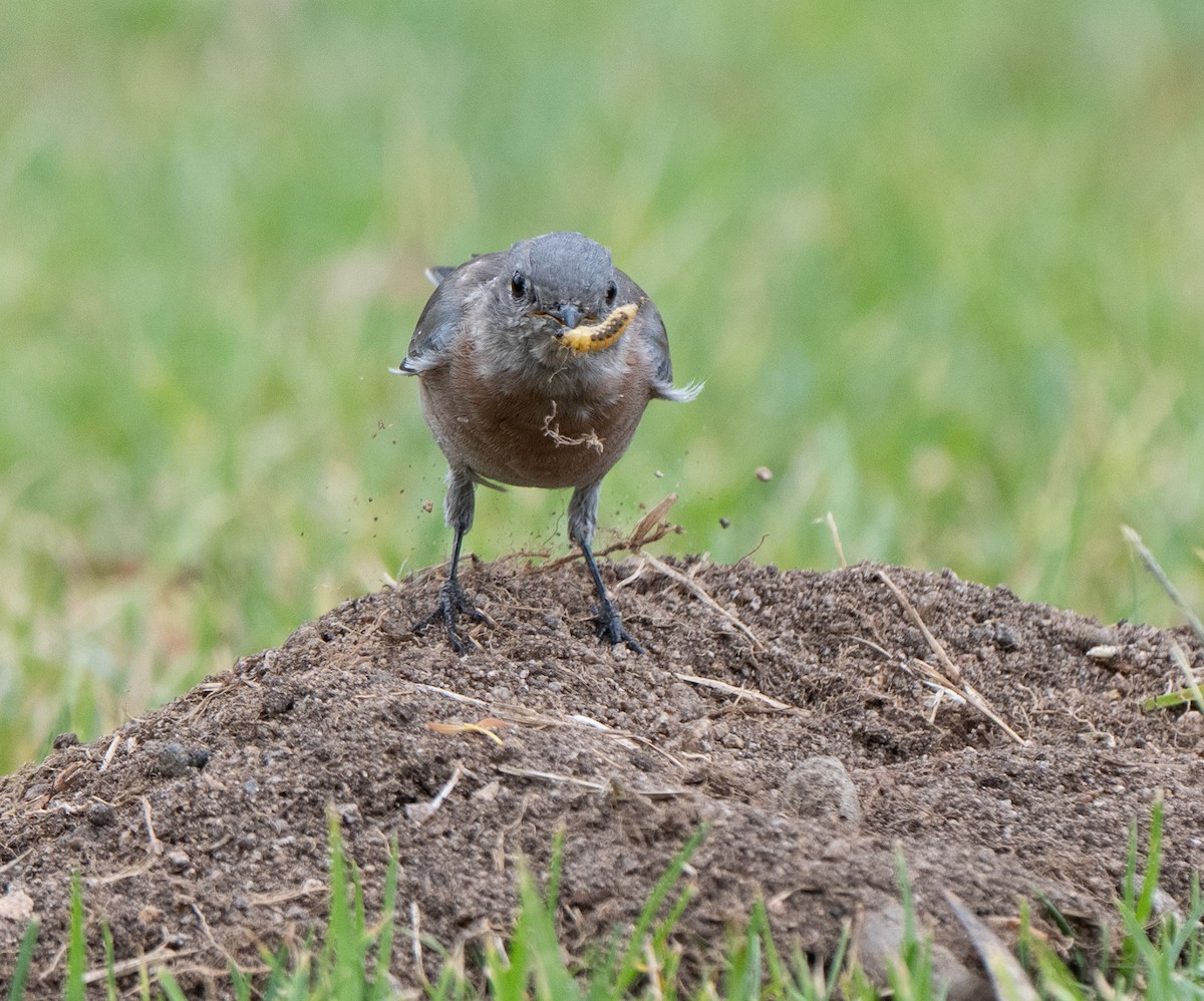 Western Bluebird - ML642160052