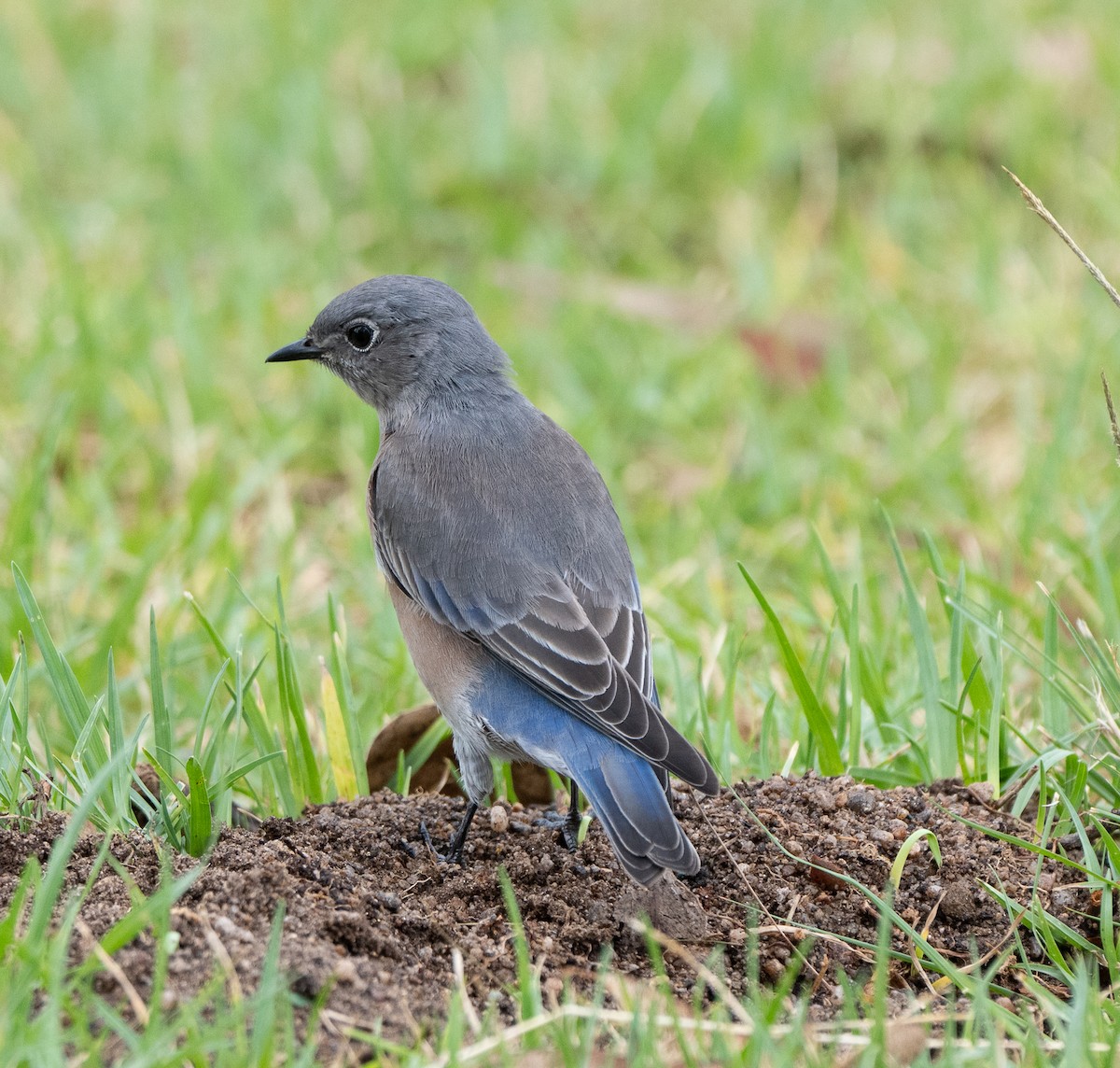 Western Bluebird - ML642160053