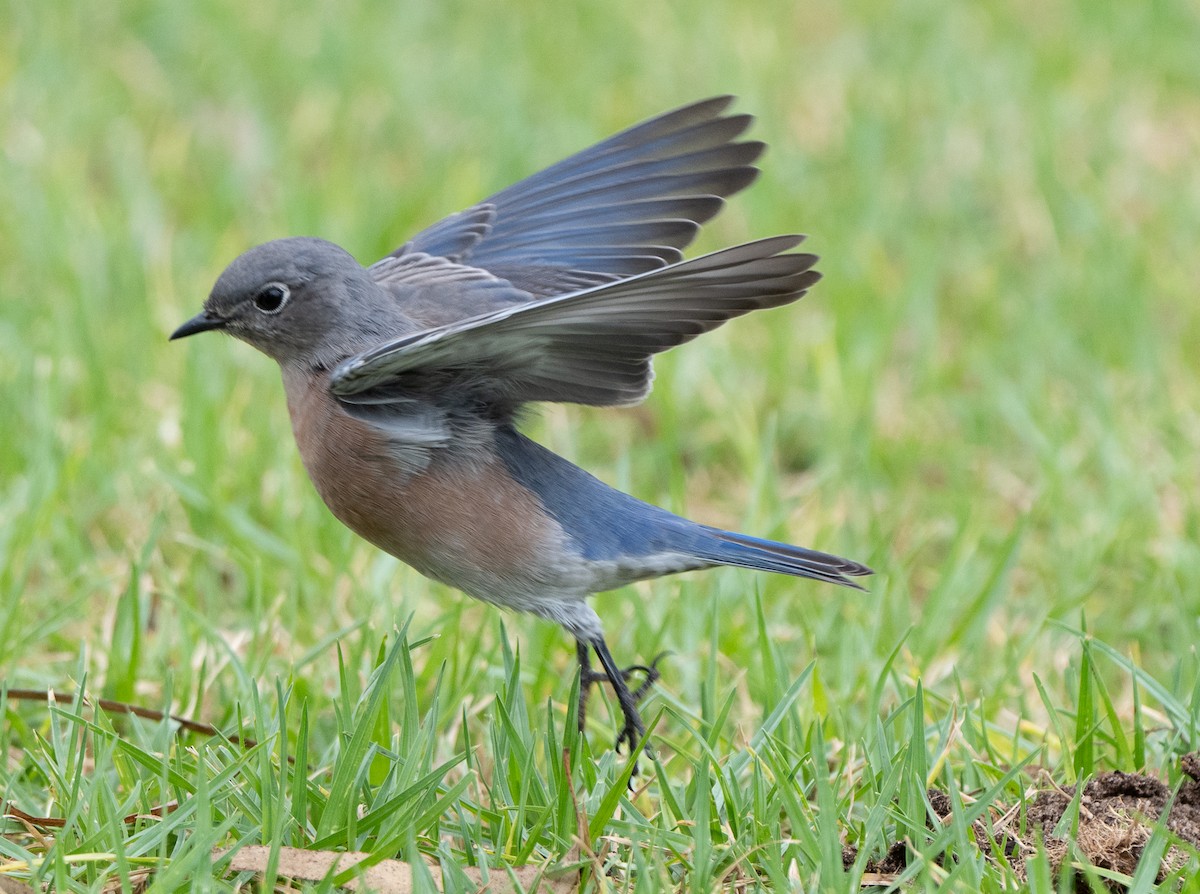 Western Bluebird - ML642160054