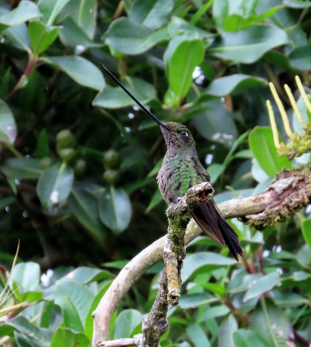 Sword-billed Hummingbird - ML642160055