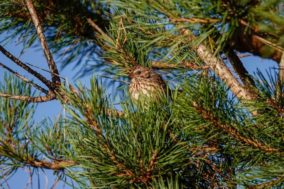 Song Sparrow - ML642160056