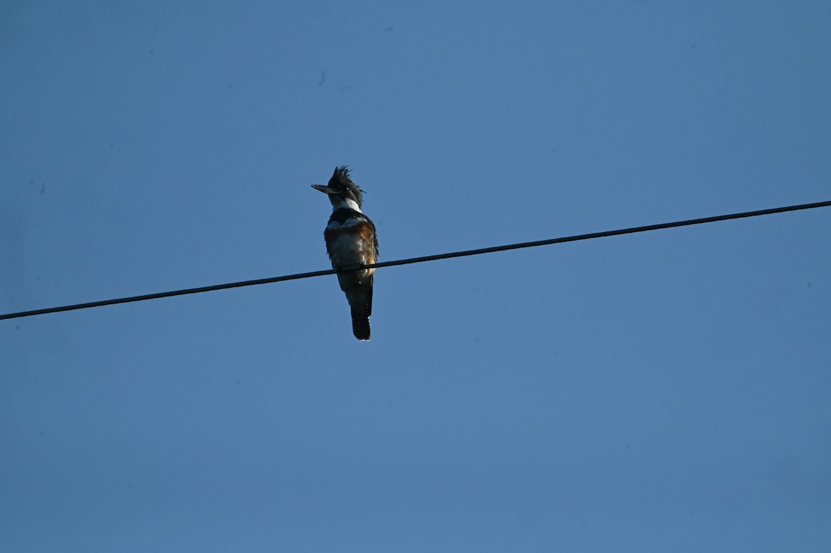 Belted Kingfisher - ML642160057