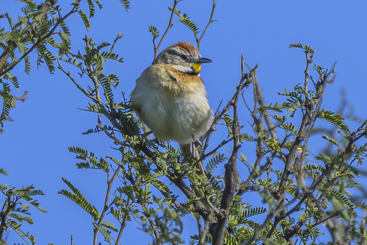 Chotoy Spinetail - ML642160058