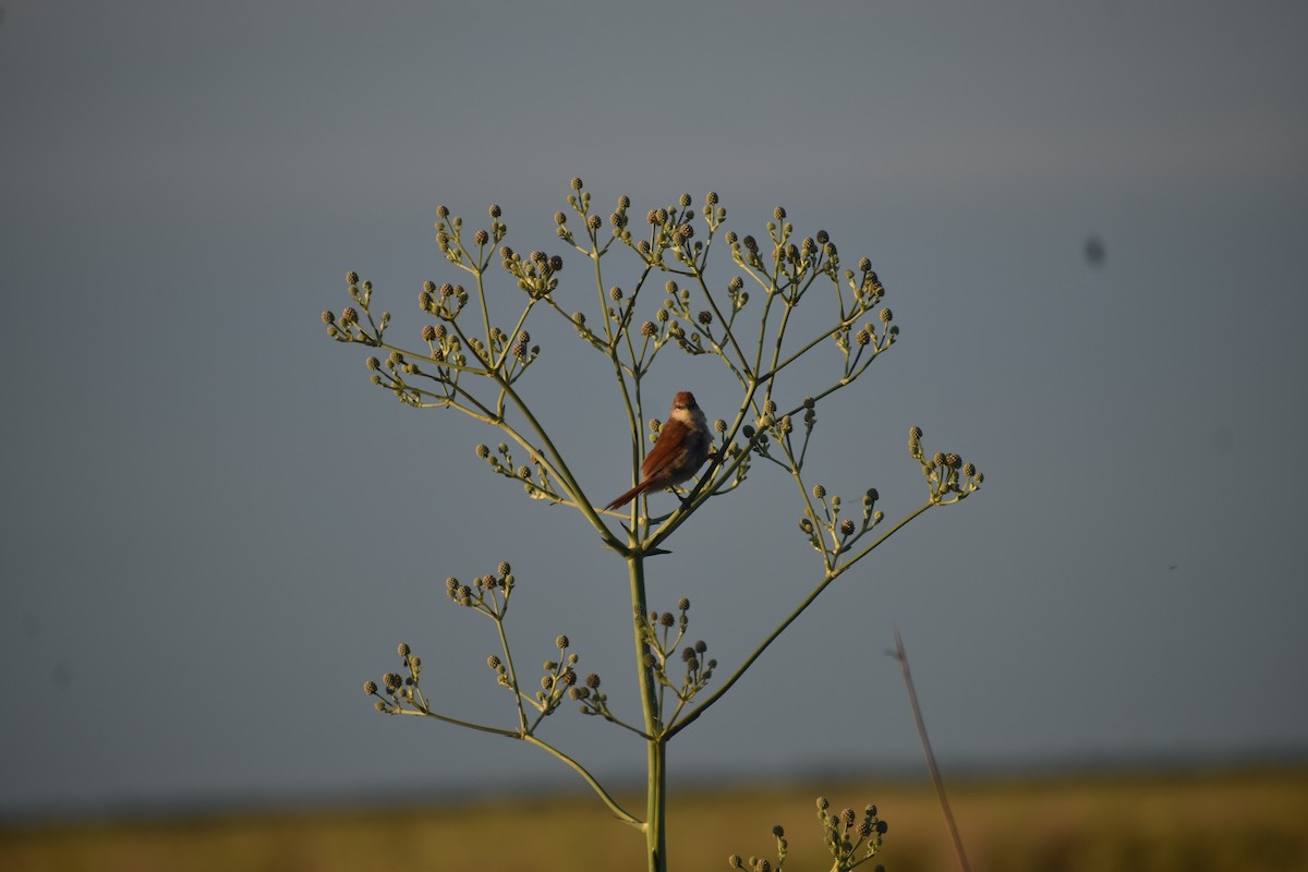 Yellow-chinned Spinetail - ML642160059