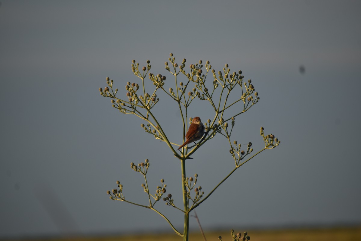 Yellow-chinned Spinetail - ML642160060
