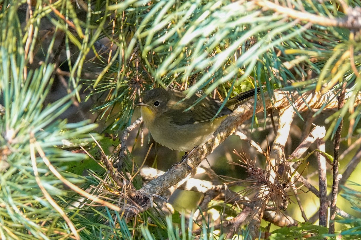Common Yellowthroat - ML642160066