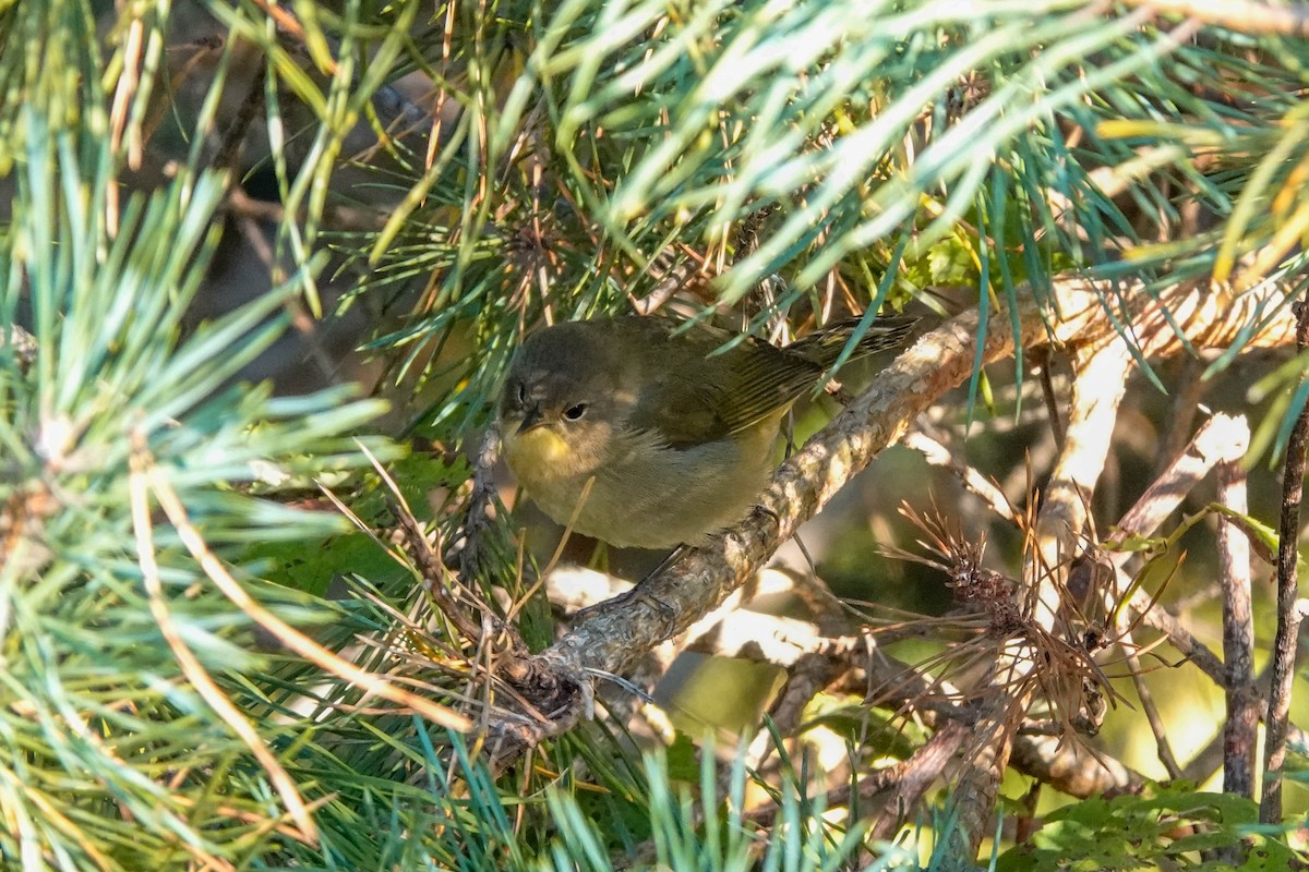 Common Yellowthroat - ML642160067